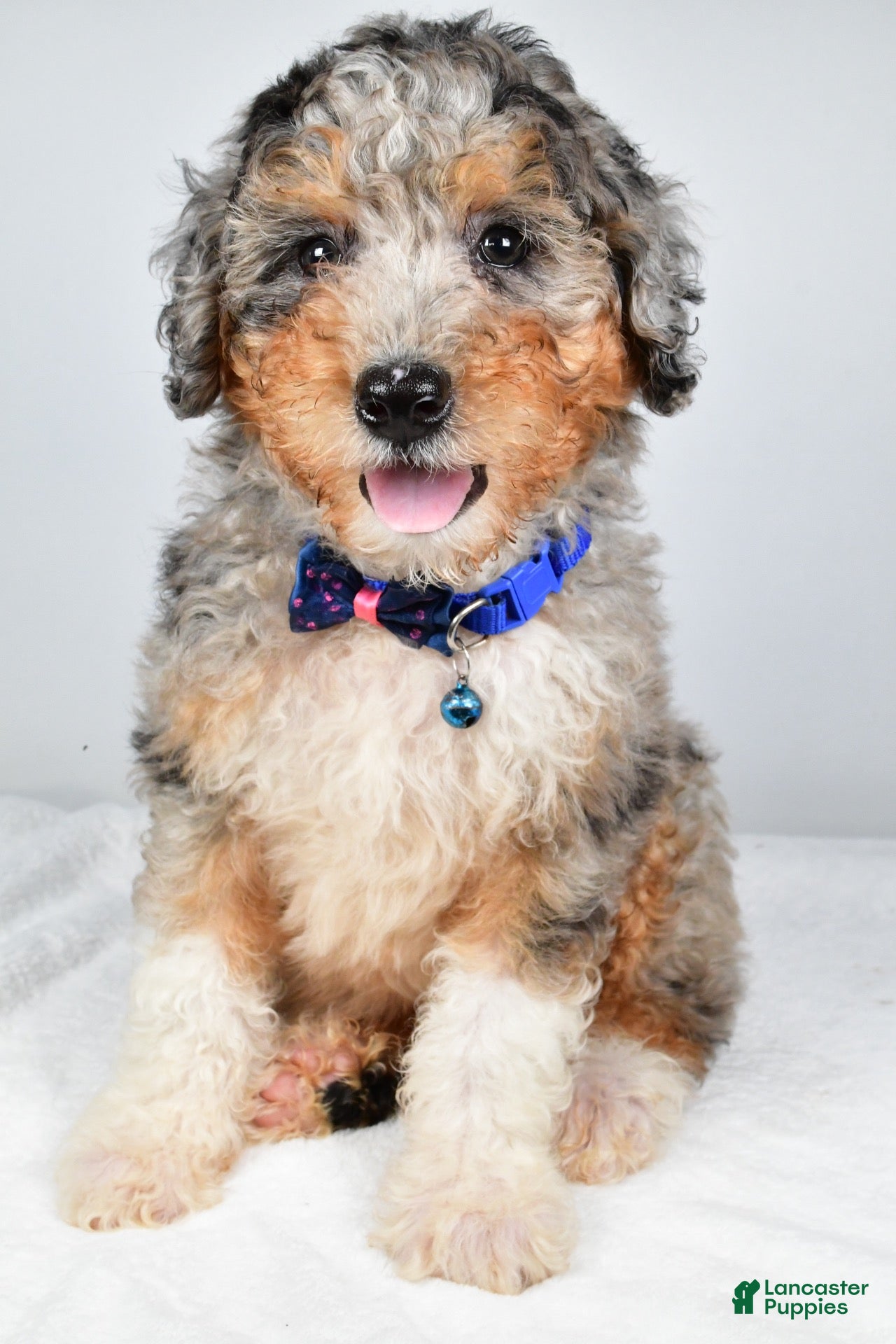 Mini Aussiedoodle dogs Shiloh - Ad 2