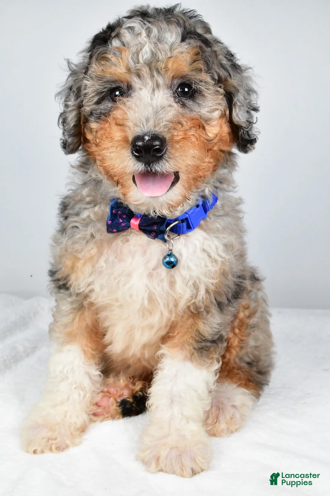 Mini Aussiedoodle dogs for sale: Shiloh - Ad 2