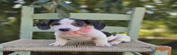 Miniature Dachshund dogs for sale: Teresa - Ad 7