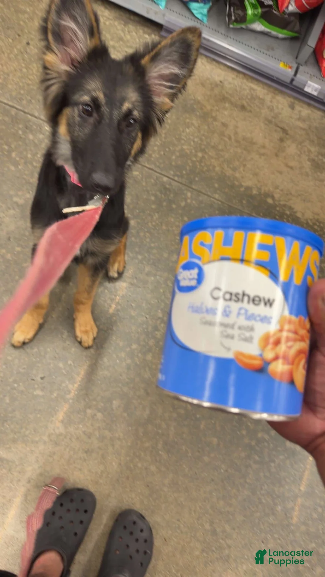 Mixed Breed dogs for sale: Luna - Ad 2