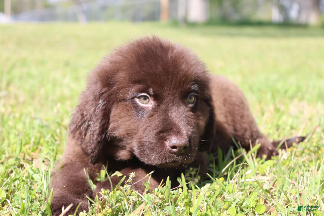 Newfoundland dogs for sale: Buddy - Ad 1