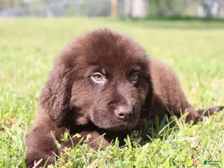 Newfoundland dogs Buddy - Ad 4