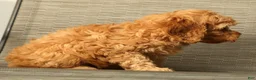 Cockapoo dogs for sale: Max - Ad 8