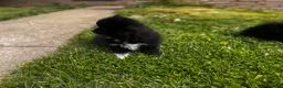 Pomeranian dogs for sale: Rolly polly - Ad 2