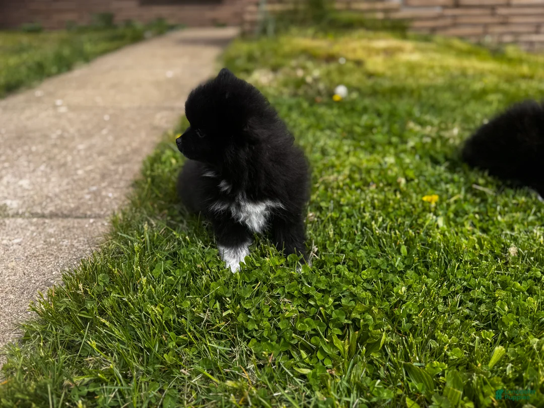 Pomeranian dogs for sale: Rolly polly - Ad 2