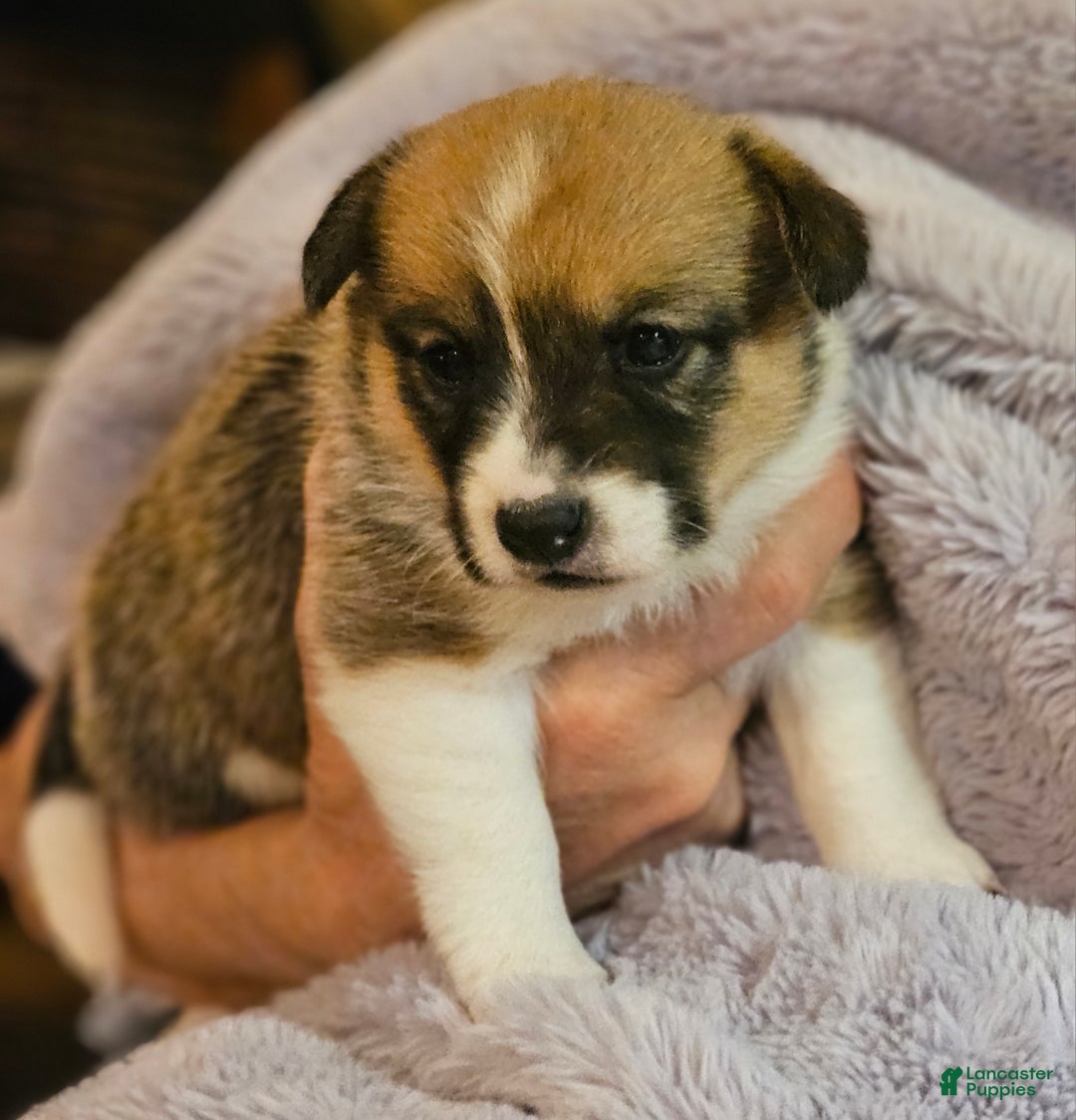 Mixed Breed dogs for sale: Paloma - Ad 4