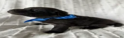 Mixed Breed dogs for sale: Max - Ad 2