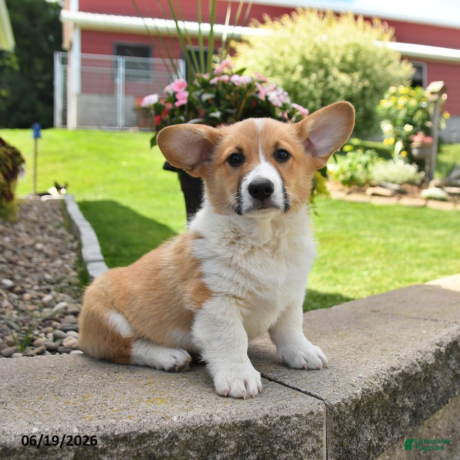 Welsh Corgi Pembroke dogs Rusty - Ad 2