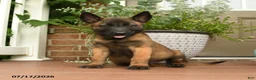 Belgian Malinois dogs for sale: Ralph - Ad 3