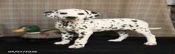 Dalmatian dogs for sale: Dimples - Ad 3