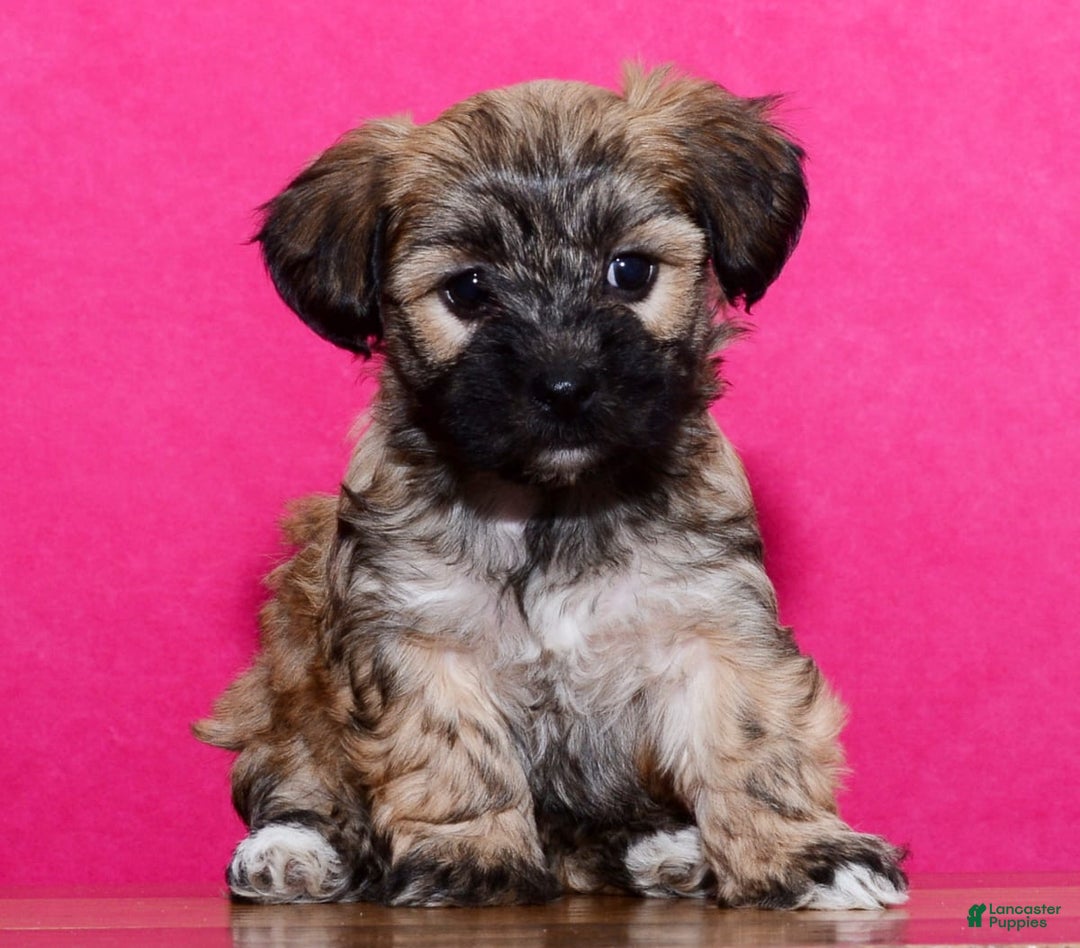 Gallery Image {{count}}