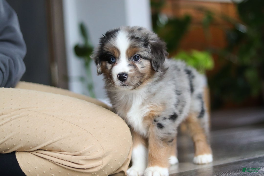 Miniature Australian Shepherd dogs for sale: Truffles - Ad 9