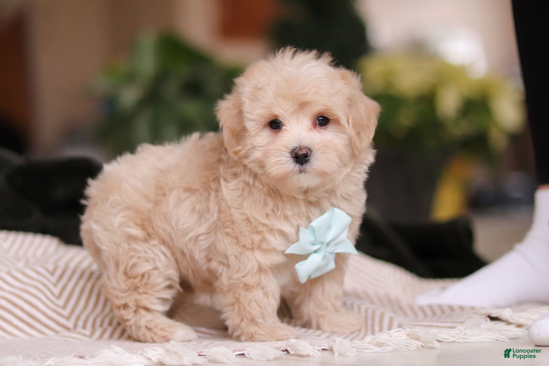 Maltipoo dogs for sale: Kyle - Ad 3