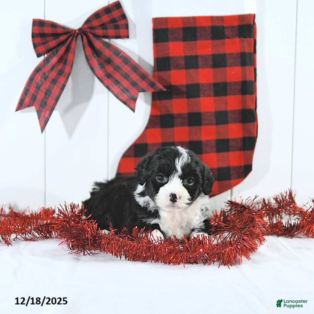 Mini Bernedoodle dogs for sale: Sam EXTRA SMALL - Ad 2