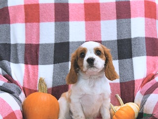 Cavalier King Charles Spaniel dogs - Ad 20