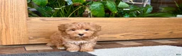 Havapoo dogs for sale: Havapoo Puppy 3 - Ad 5