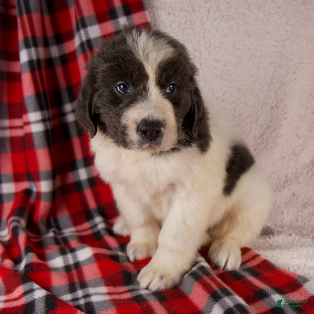 Newfoundland dogs for sale: Faith - Ad 6