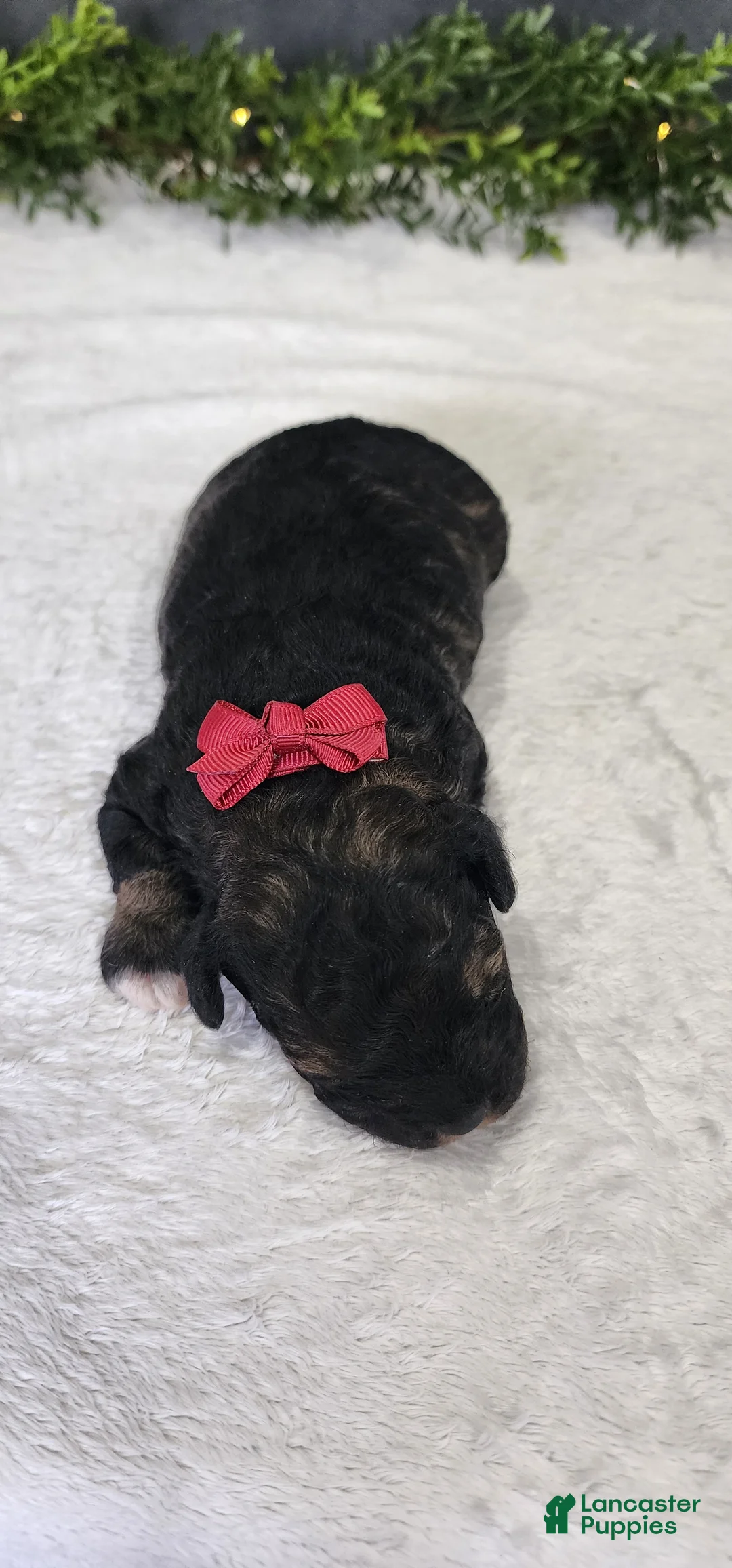 Miniature Poodle dogs for sale: Faith - Ad 4