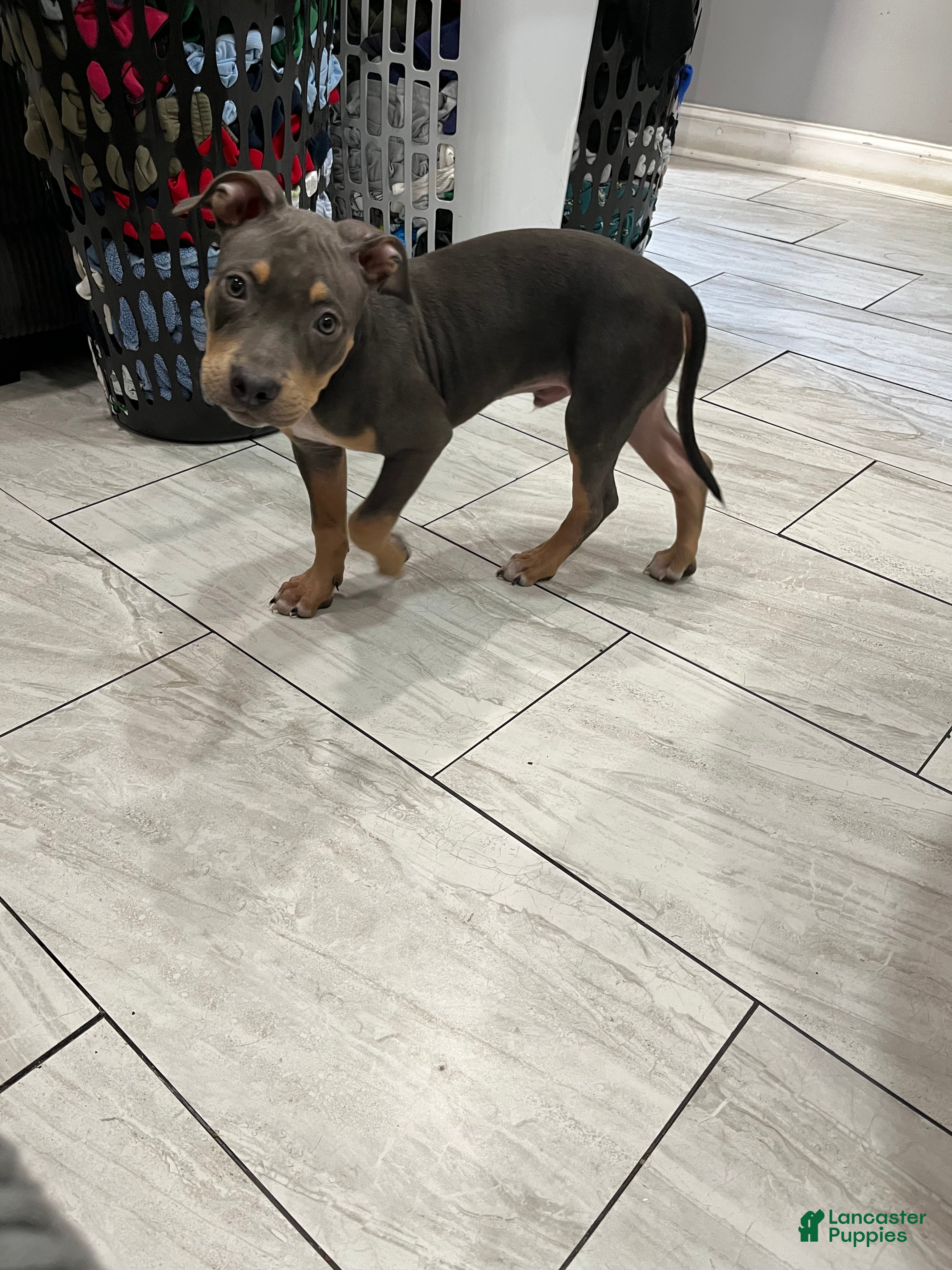 American Bully dogs Boy 1 - Ad 2