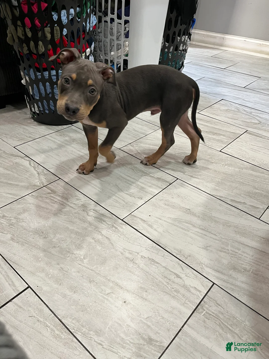 American Bully dogs for sale: Boy 1 - Ad 2