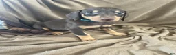 Doberman Pinscher dogs for sale: Blue Collar  - Ad 3