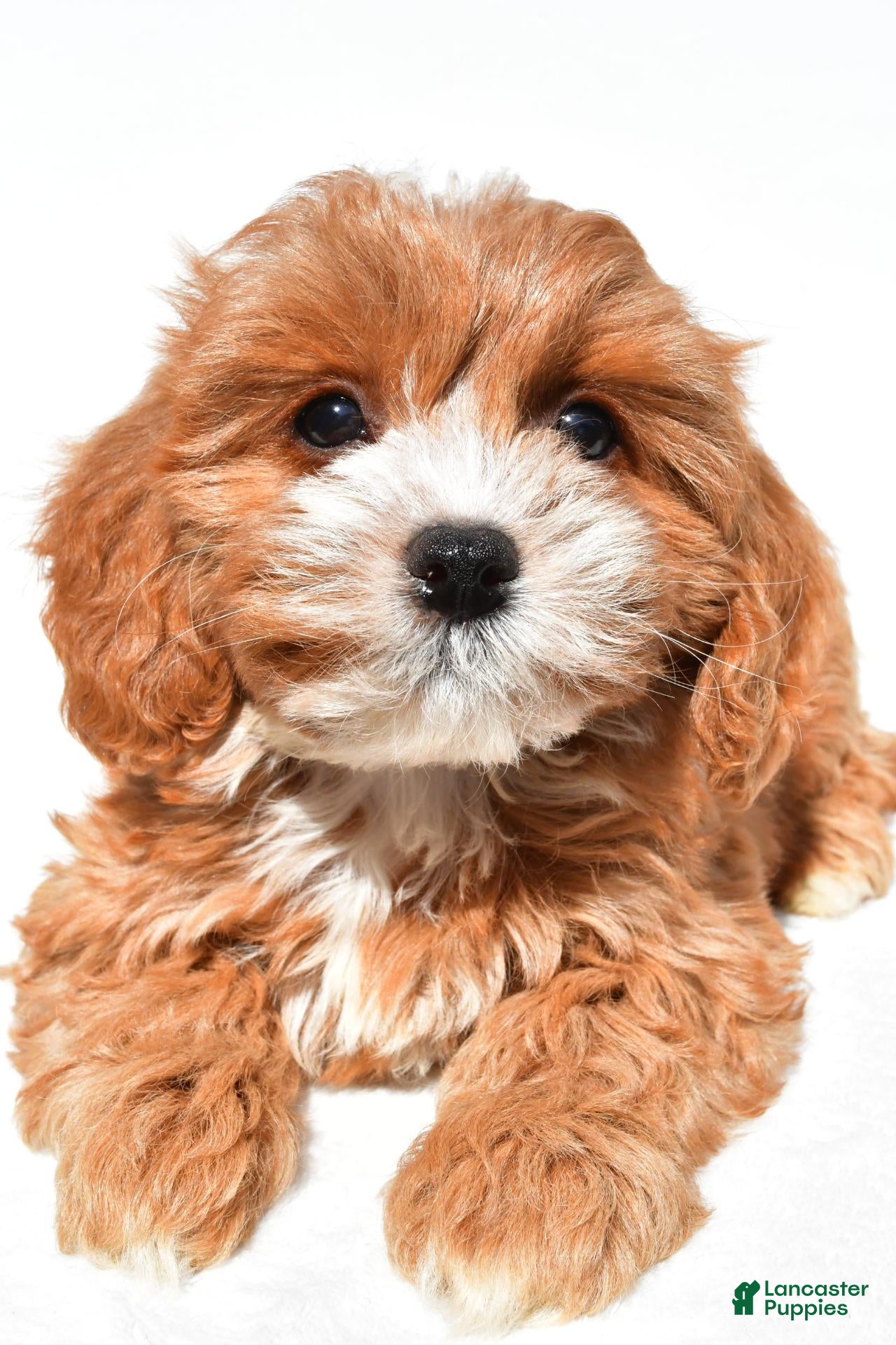 Cavapoo dogs Joy - Ad 1