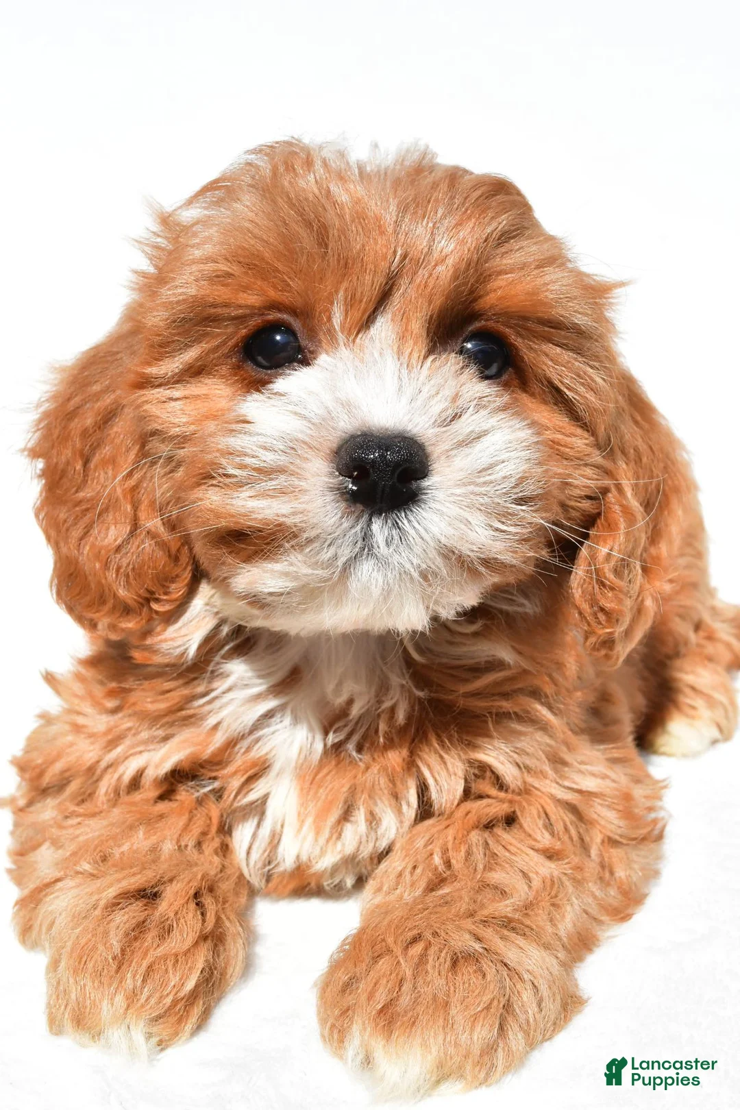 Cavapoo dogs for sale: Joy - Ad 1