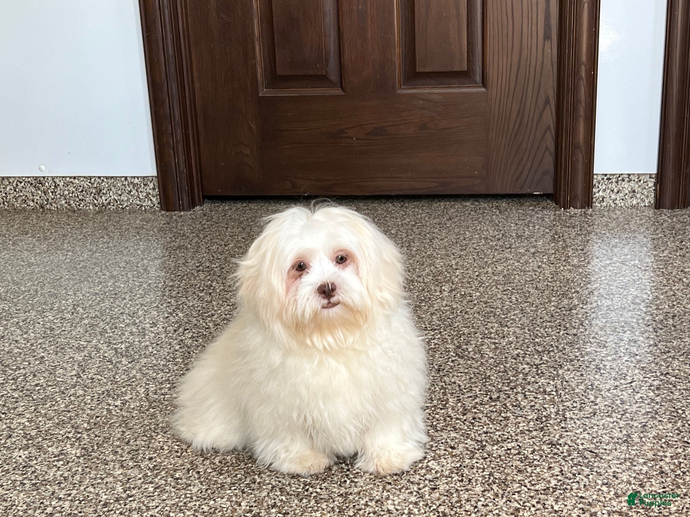 Lhasa Apso dogs Alice - Ad 7