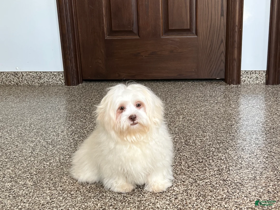 Lhasa Apso dogs for sale: Alice - Ad 1