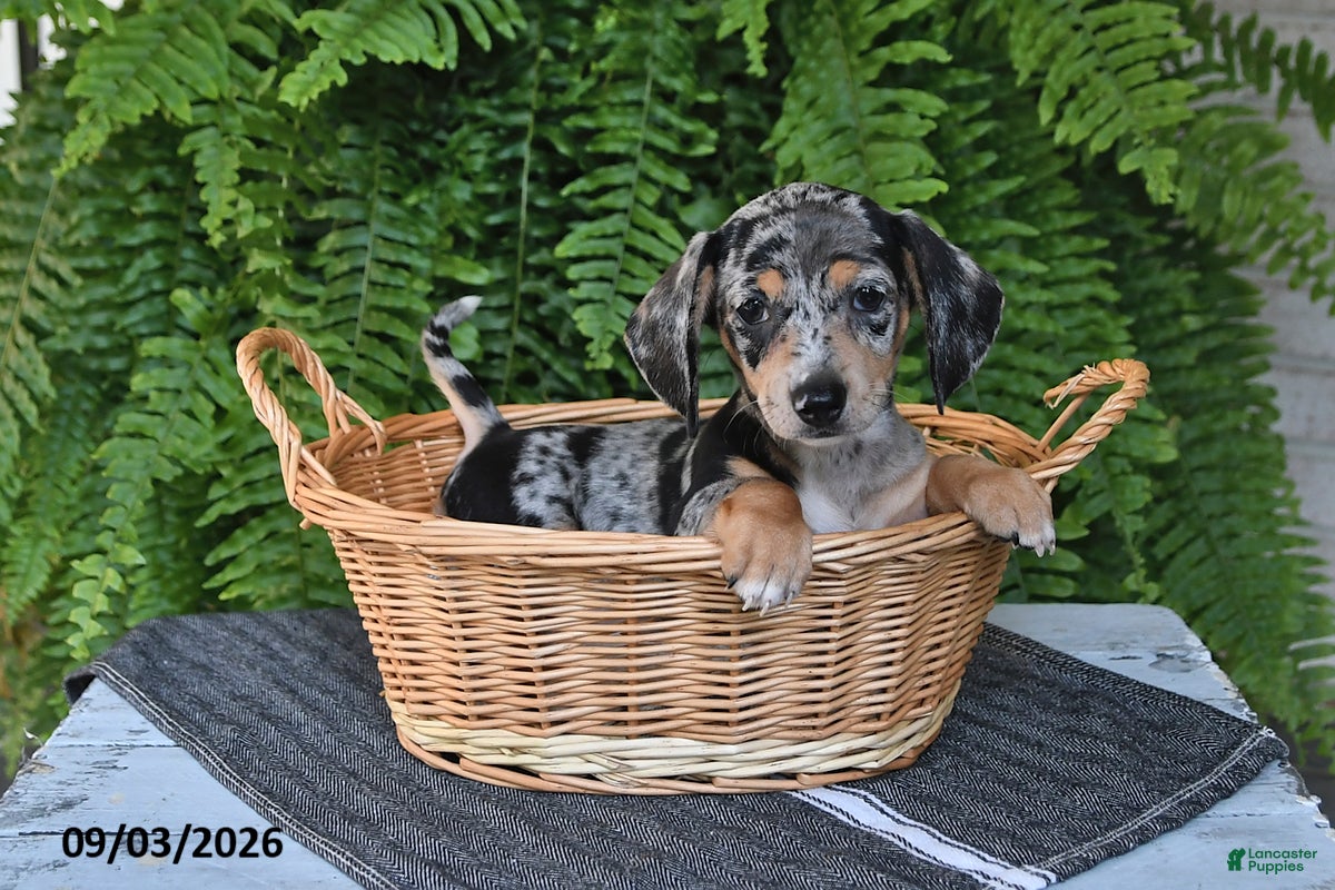Miniature Dachshund dogs Marley - Ad 1