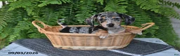 Miniature Dachshund dogs for sale: Marley - Ad 1