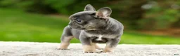 French Bulldog dogs for sale: Forest - Ad 13