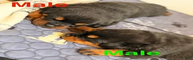 Rottweiler Puppy 2