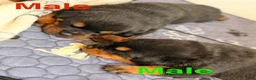 Rottweiler dogs for sale: Rottweiler Puppy 2 - Ad 1