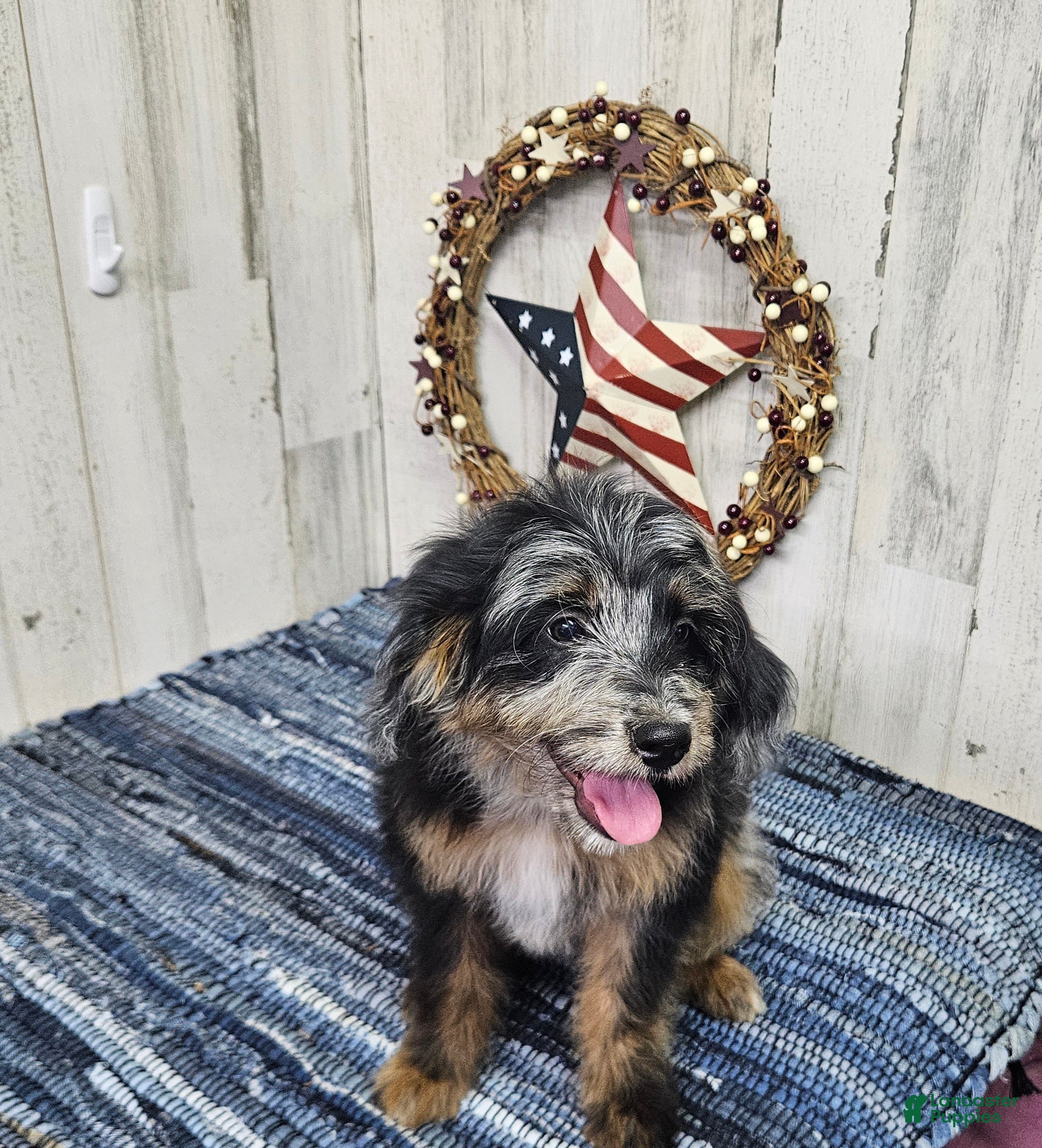 Mini Bernedoodle dogs F1b Kelsey - Ad 16