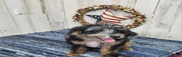 Mini Bernedoodle dogs for sale: F1b Kelsey - Ad 2