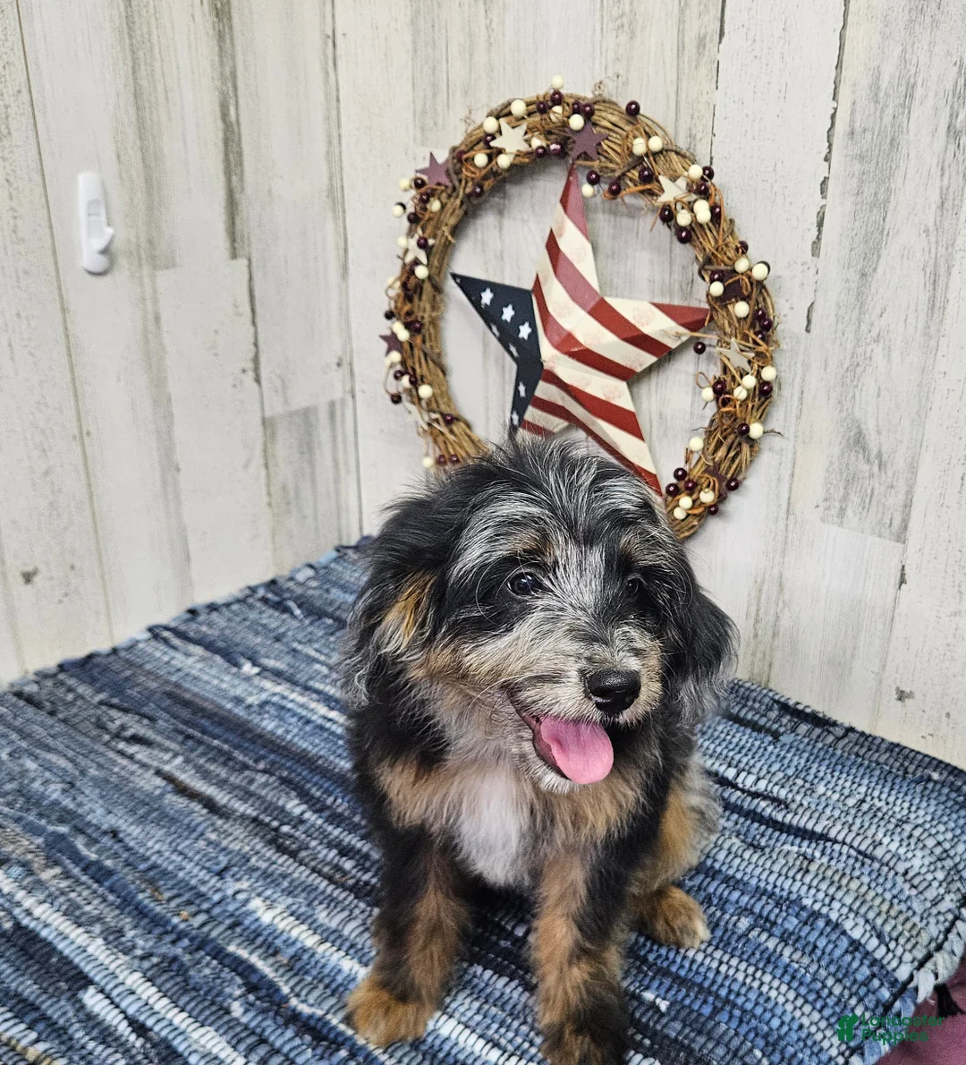 Mini Bernedoodle dogs for sale: F1b Kelsey - Ad 2