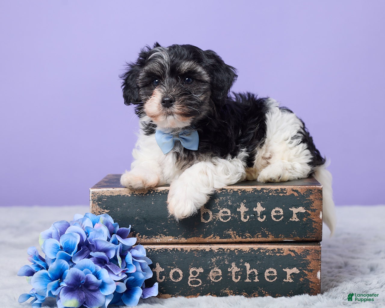 Maltipoo dogs for sale: Hudson - Ad 2
