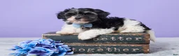 Maltipoo dogs for sale: Hudson - Ad 1