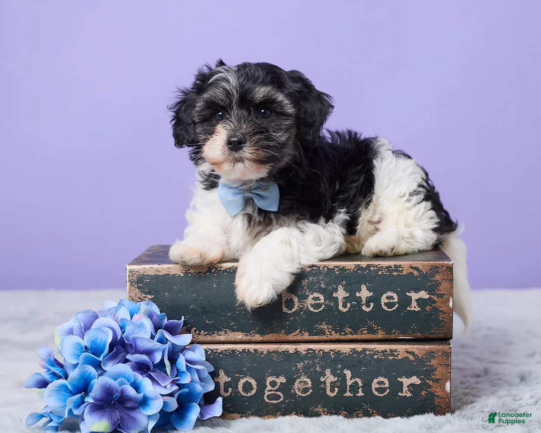 Maltipoo dogs for sale: Hudson - Ad 1