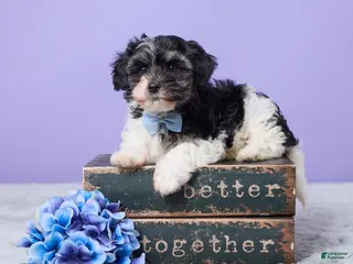 Maltipoo dogs for sale: Hudson - Ad 2