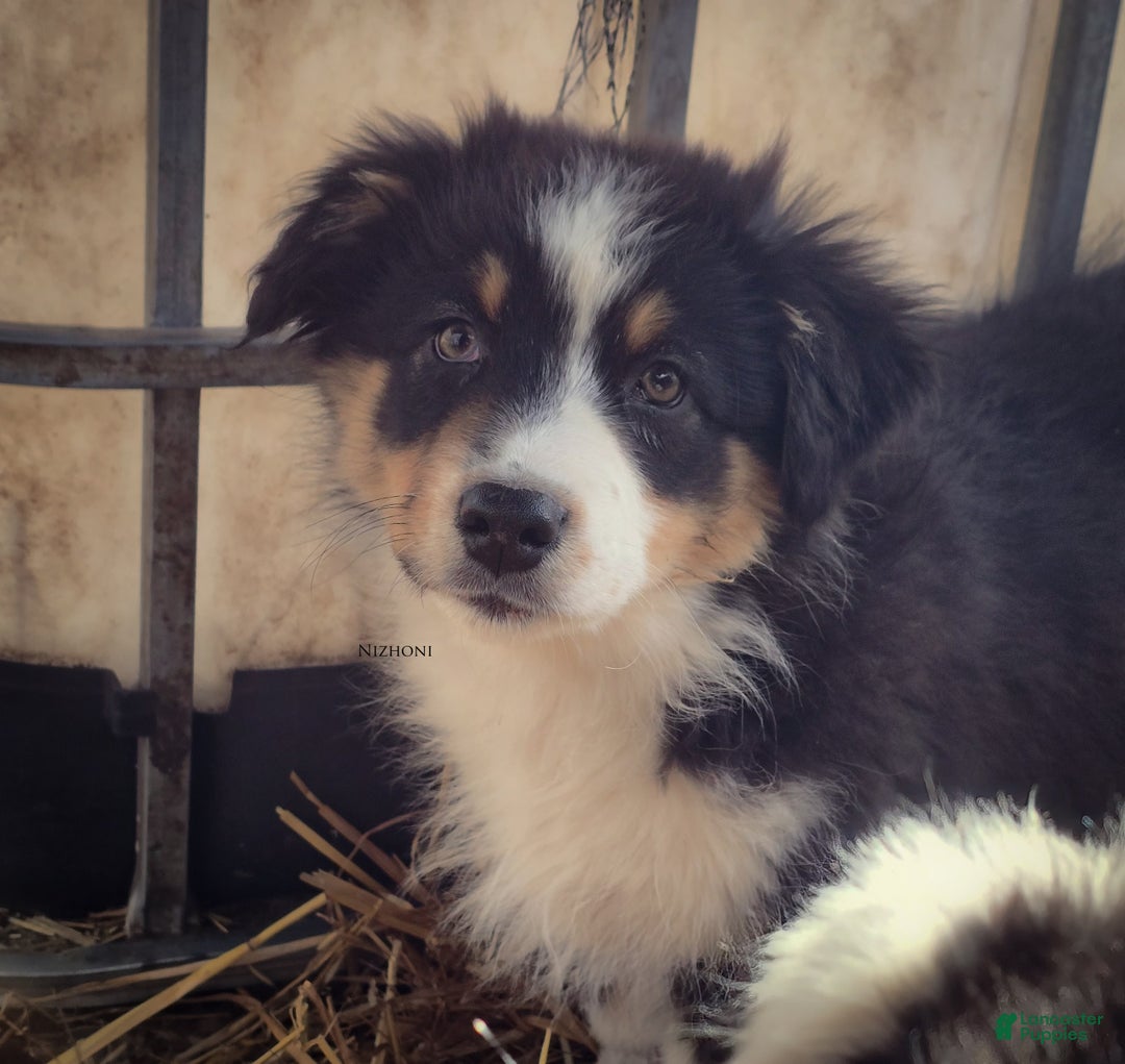 Australian Shepherd dogs for sale: Echo - Ad 2