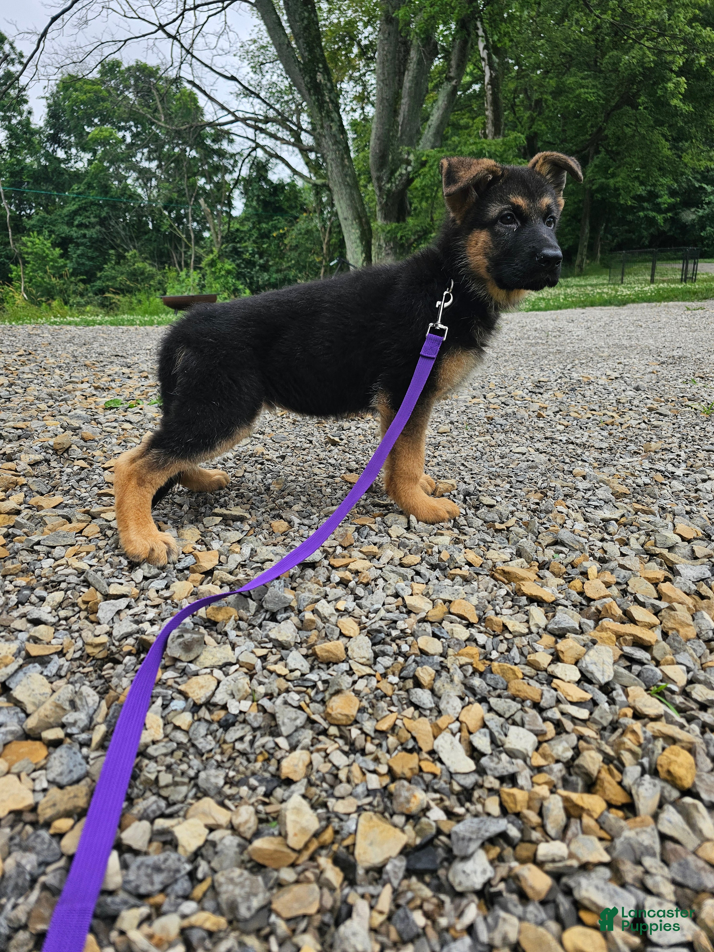 German Shepherd dogs Nova - Ad 1