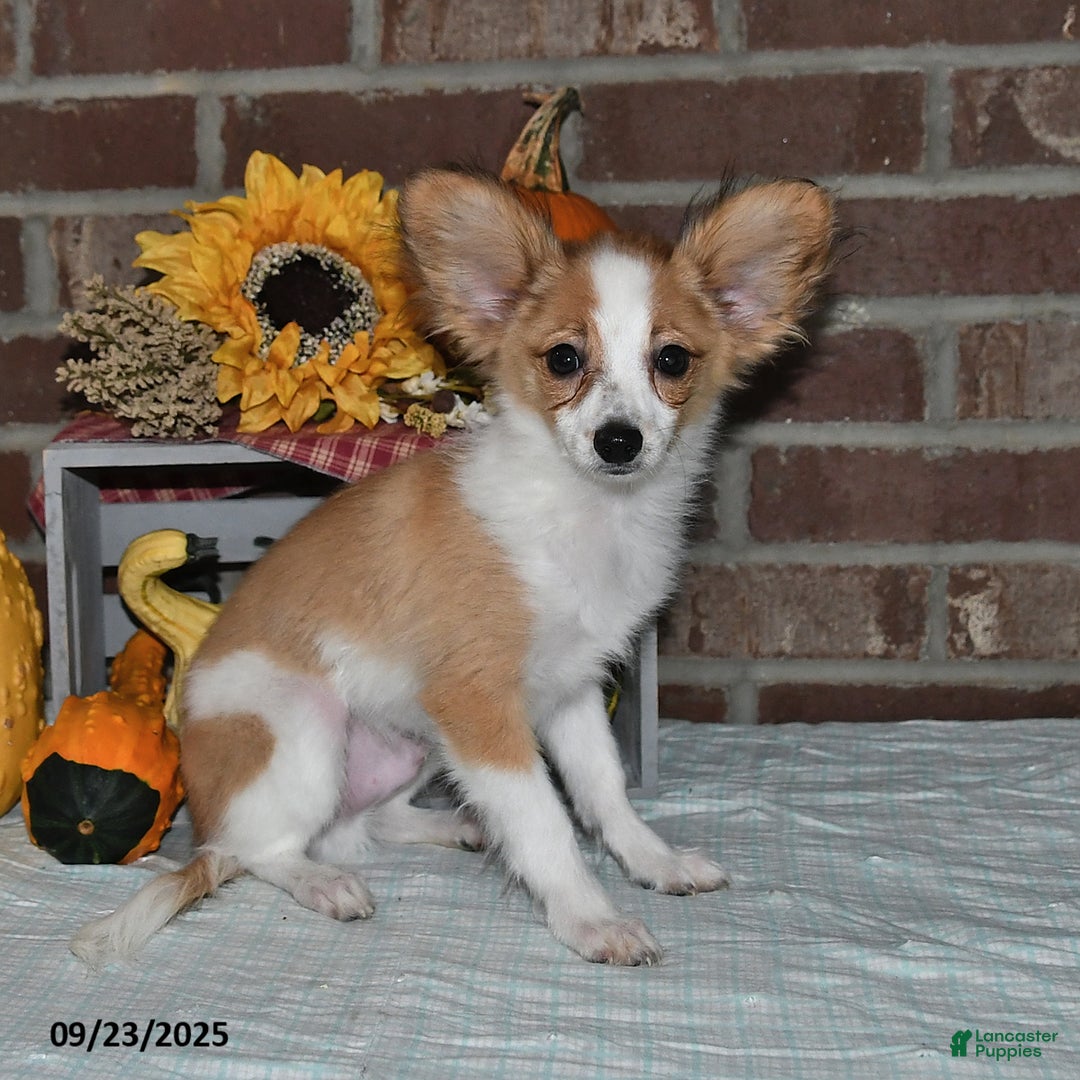 Papillon dogs for sale: Shadow - Ad 5