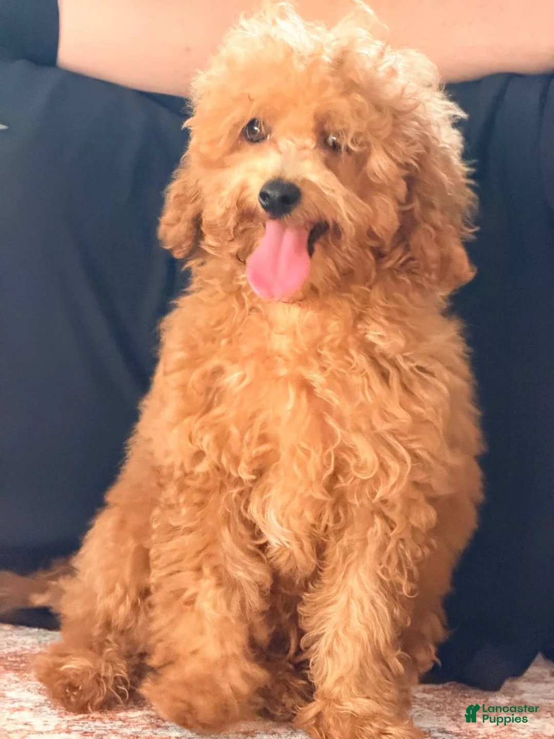 Miniature Poodle dogs for sale: Miniature Poodle 1 - Ad 2