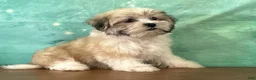 Teddy Bear dogs for sale: Boone - Ad 2