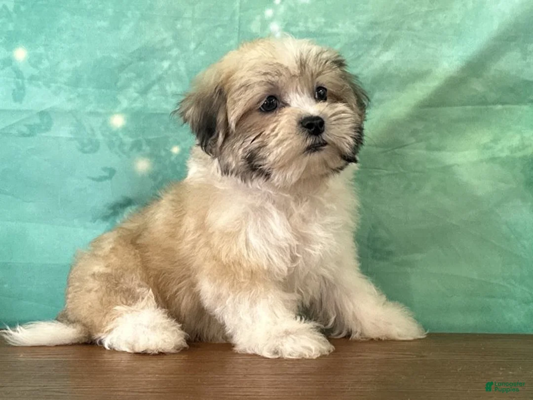 Teddy Bear dogs for sale: Boone - Ad 2