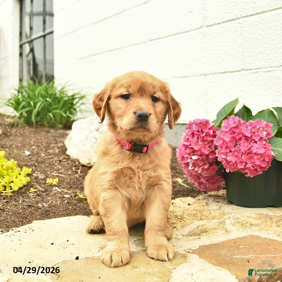 Golden Retriever dogs Cheyenne  - Ad 2