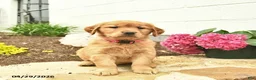 Golden Retriever dogs for sale: Cheyenne  - Ad 2