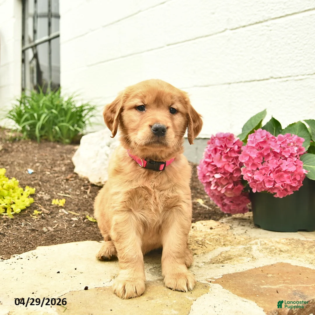 Golden Retriever dogs for sale: Cheyenne  - Ad 2